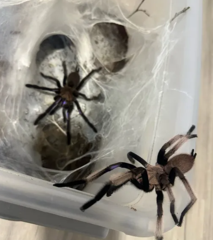 Domácí mazlíčci nové přítelkyně Zdeňka Polívky. 