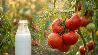 Sbohem plísni i drahé chemii: Obyčejné mléko zajistí rajčata sladká jako med a rekordní úrodu