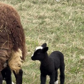 Nový přírůstek do rodiny Vojty Kotka. 