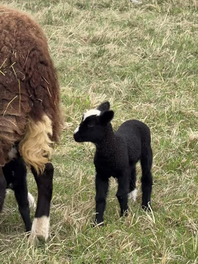 Nový přírůstek do rodiny Vojty Kotka. 