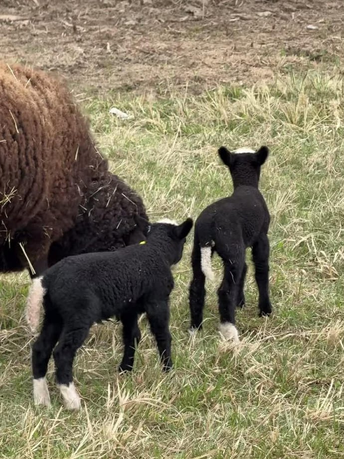 Na Farmě Vojty Kotka se narodila jehňátka.