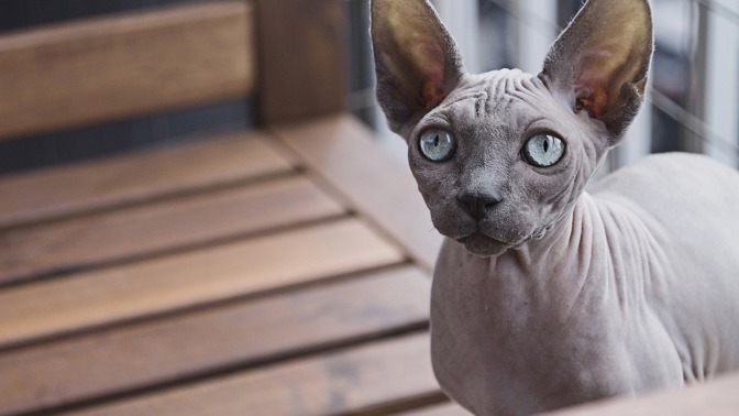 Kočka sphynx, bez srsti.