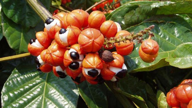 Guarana: elixír dlouhověkosti z amazonského pralesa