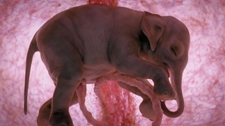12 fascinujících snímků ještě nenarozených zvířat
