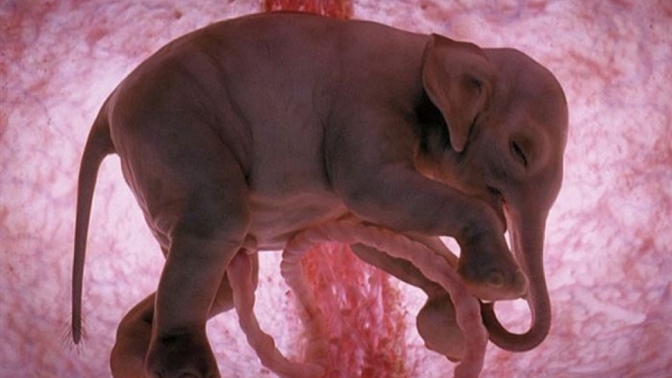 12 fascinujících snímků ještě nenarozených zvířat