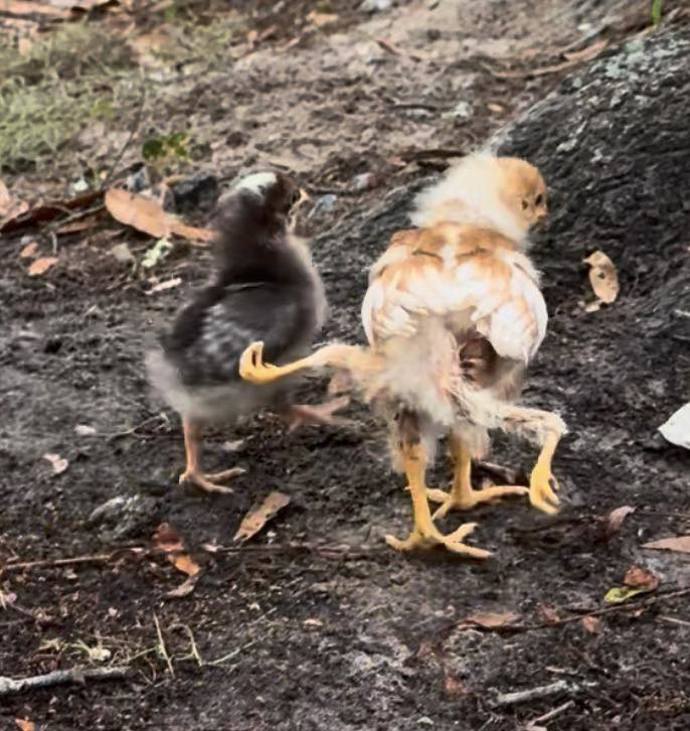 Kuře se narodilo s dvěma dalšími končetinami.