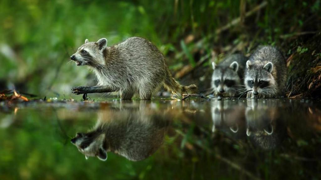 FOTO: Čeští fotografové představují nejlepší fotky zvířat. Můžete je obdivovat i na výstavě FOTO: Čeští fotografové představují nejlepší fotky zvířat. Můžete je obdivovat i na výstavě