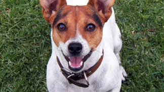 Jack Russell teriér