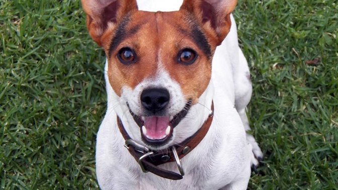 Jack Russell teriér