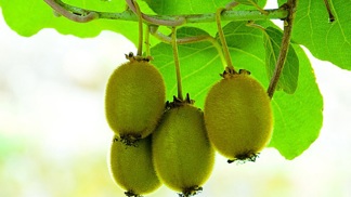 Kiwi z vlastní zahrádky