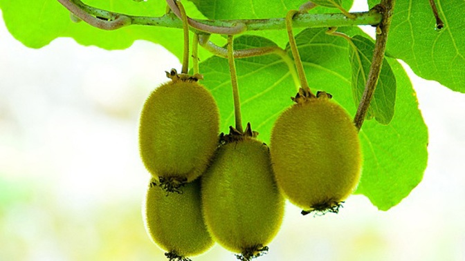 Kiwi z vlastní zahrádky