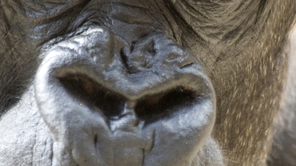 Tričko s gorilou: Dárek, který pomůže zoo po povodních