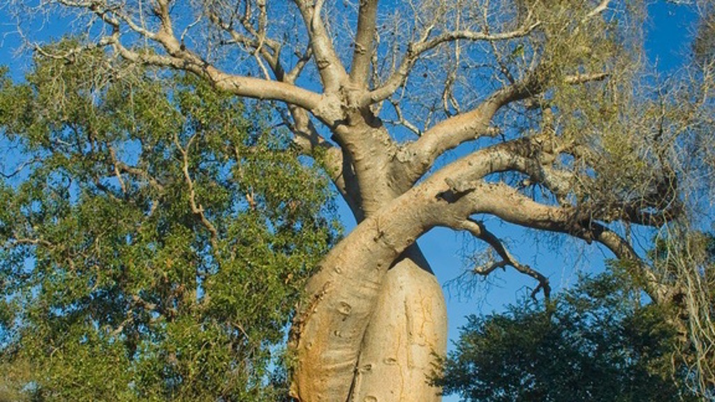 Léčivý strom baobab: Vyzkoušejte ho! Léčivý strom baobab: Vyzkoušejte ho!