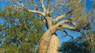 Léčivý strom baobab: Vyzkoušejte ho!
