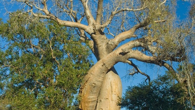 Léčivý strom baobab: Vyzkoušejte ho!