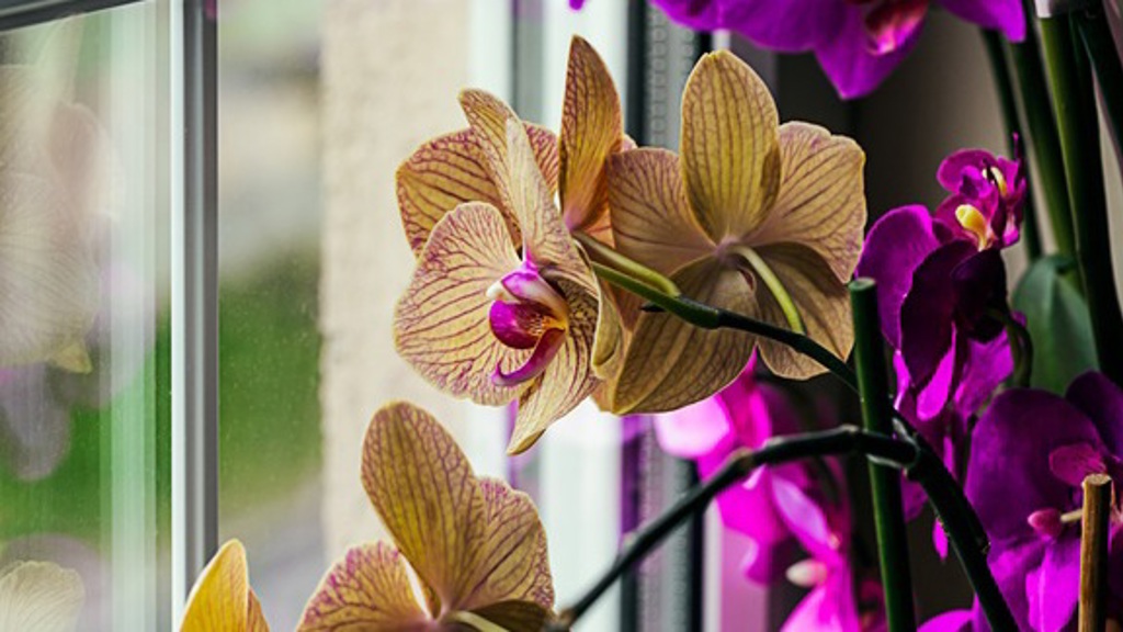 Exotický půvab: Jak pěstovat orchideje Exotický půvab: Jak pěstovat orchideje
