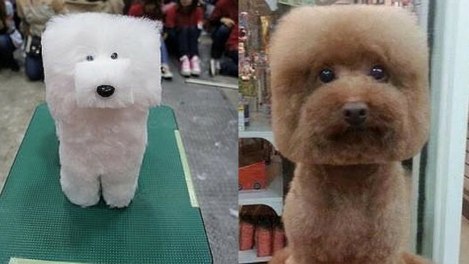 Nový japonský trend: psi ve tvaru kostek