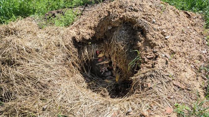 Krechtování uchovává úrodu a vrací nás k moudrosti našich předků