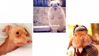 10 zvířat, která musíte sledovat na Instagramu