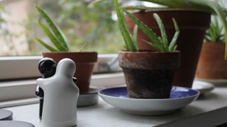 Aloe vera Aloe vera