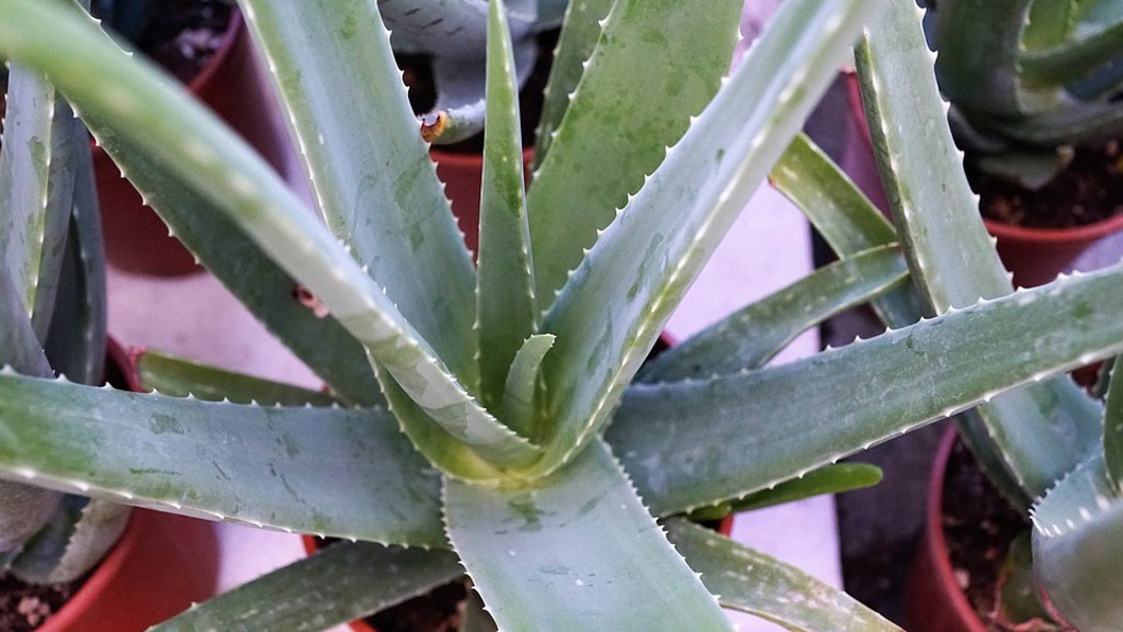 Chcete zdravou aloe? Musíte vybírat