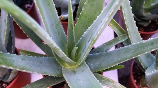 Chcete zdravou aloe? Musíte vybírat