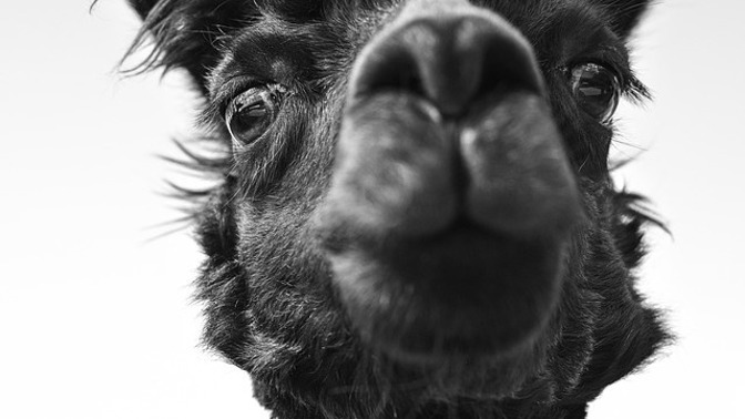 Alpaca