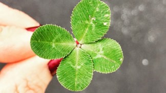 Unsplash čtyřlístek Unsplash čtyřlístek
