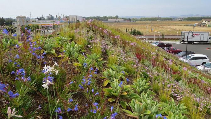 Zelené střechy významně pomáhají ochlazovat klima měst. Foto: Greenroofs.com
Zelené střechy významně pomáhají ochlazovat klima měst. Foto: Greenroofs.com