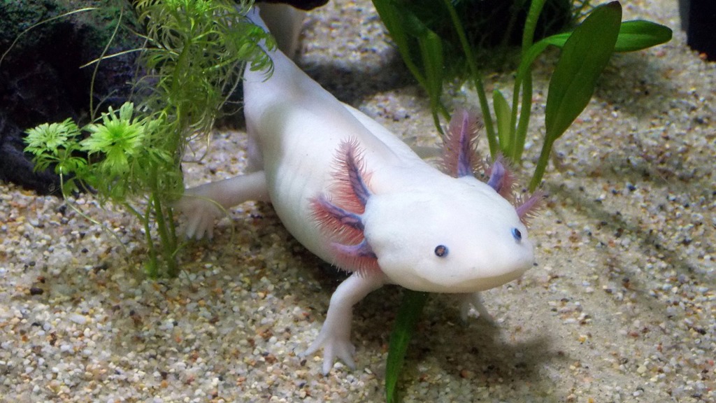 Axolotl Axolotl