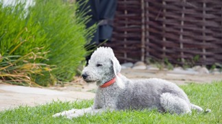 Bedlington teriér. Bedlington teriér.
