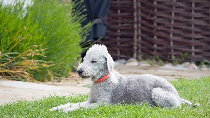 Bedlington teriér.