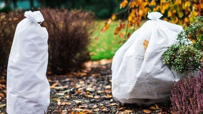 Nenechávejte choulostivé rostliny napospas mrazu. Můžete je přikrýt nebo obléknout