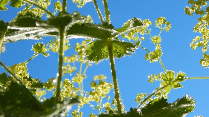 Kontryhel