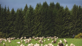 Stádo ovcí merino
Stádo ovcí merino