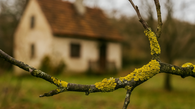Použijte zelenou skalici. Zbavíte se mechu i lišejníků na stromech