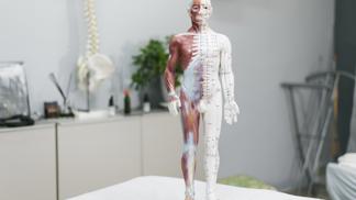 lidské tělo anatomická figurína lidské tělo anatomická figurína