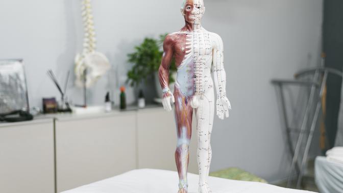 anatomie lidského těla