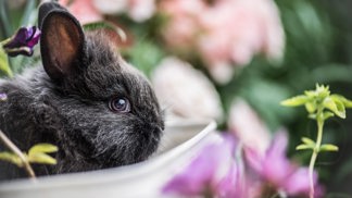 Týrání zvířat, symptom nemocné společnosti