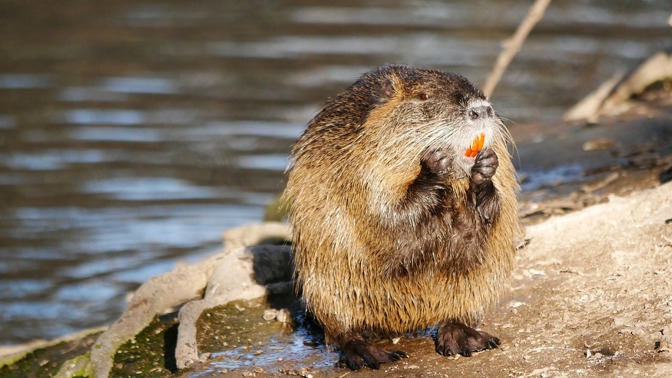 Nutrie.