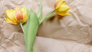 Řezané tulipány