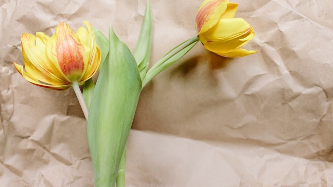 Řezané tulipány