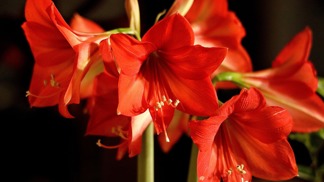 Symbolem Vánoce je Hvězdník neboli Amaryllis 