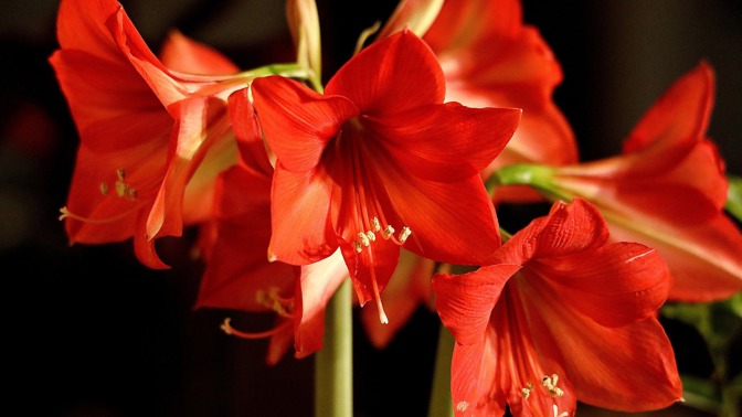 Symbolem Vánoce je Hvězdník neboli Amaryllis 