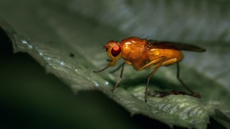 Octomilky
