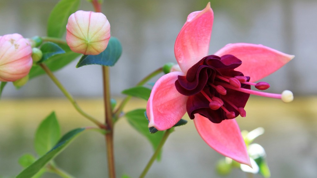 Fuchsie. Fuchsie.