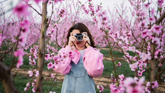 Sakura