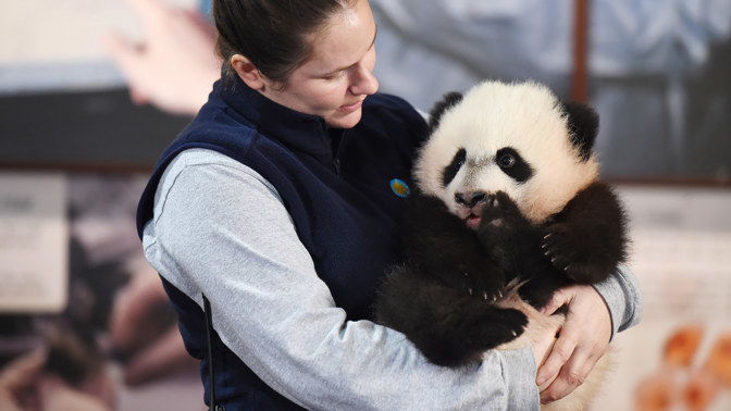 Panda