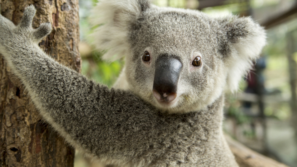 Koala