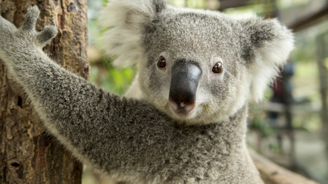 Koala